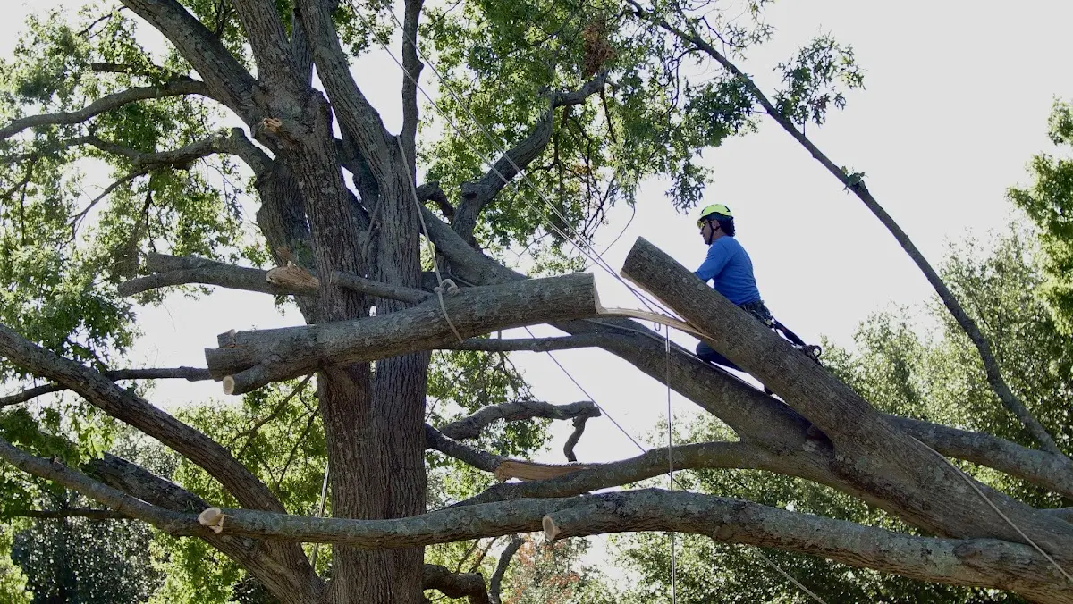 Professional Crown Thinning performed by certified arborists in Cresco