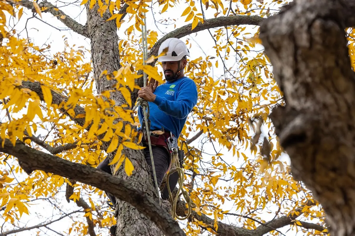 Skilled Storm Damage Cleanup crew working in Cresco