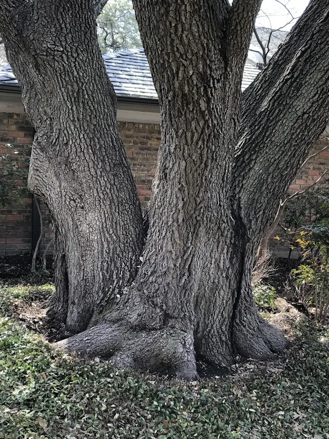 Mature heritage tree close to a Cresco property cared for by certified arborists
